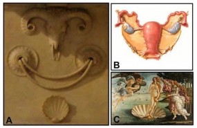 ep decoracion inspiradala anatomia femenina