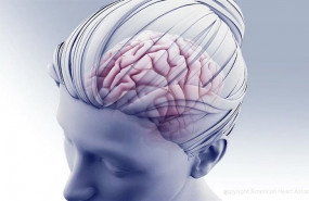 ep ilustracion del cerebro