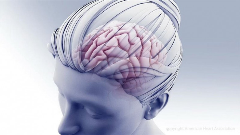 ep ilustracion del cerebro ep ilustracion del cerebro