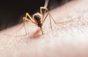 ep los mosquitos transmiten el parasito plasmodium que causa la malaria