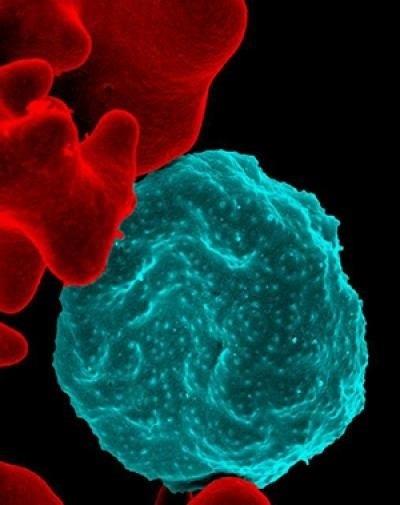 Parásito de la malaria | NIAID ep parasitola malaria