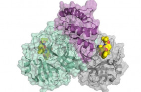 ep representacion esquematica de la proteasa del coronavirus