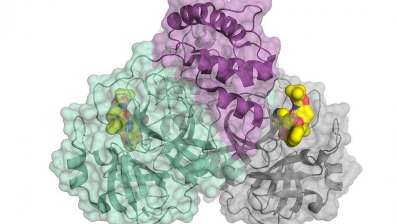 ep representacion esquematica de la proteasa del coronavirus