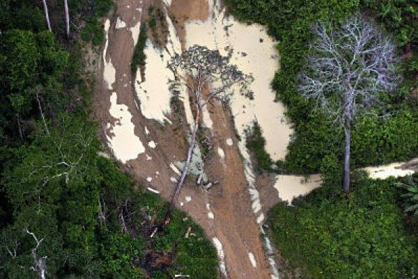 Tala ilegal de madera | GREENPEACE - Archivo ep tala ilegalmadera