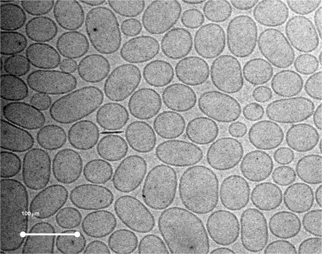 ep un nanomedicamentomejoratratamientopie diabetico