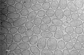 ep un nanomedicamentomejoratratamientopie diabetico