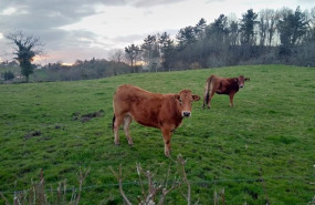 ep vacas pastando 20200303130406