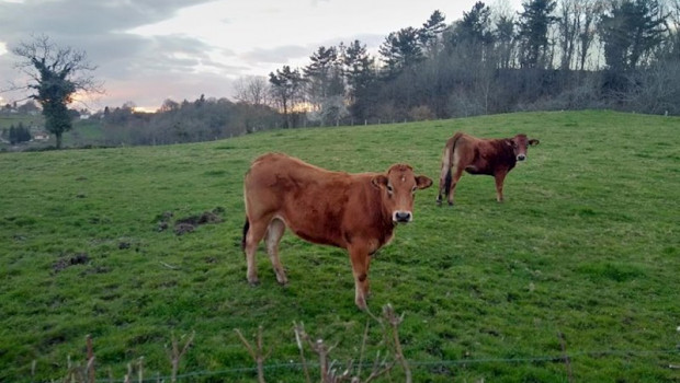 ep vacas pastando 20200303130406