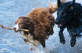 Perros Perros