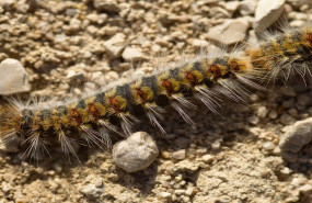 1574416325 procesionaria 2