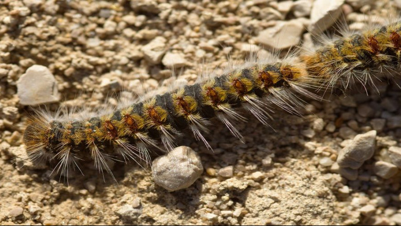 1574416325 procesionaria 2