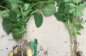 1579177177 ensayo patata mycoup de symborg 1579177177 ensayo patata mycoup de symborg