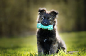 1629441911 cachorro de perro grande 20210823123235 