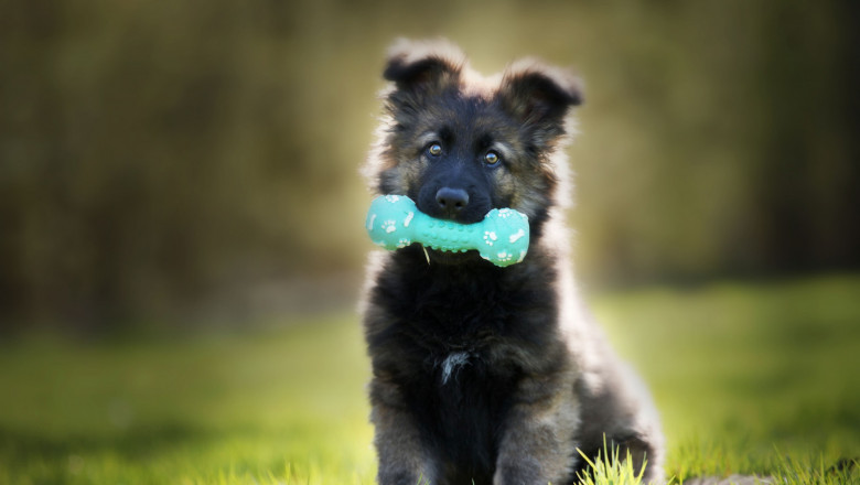 1629441911 cachorro de perro grande 20210823123235 