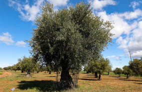 ep campo de olivos en las inmediaciones de la localidad de campo real al sureste de madrid