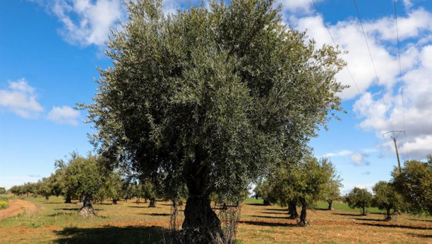 ep campo de olivos en las inmediaciones de la localidad de campo real al sureste de madrid