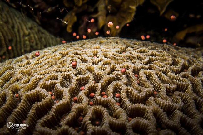 ep coraltailandia