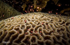 ep coraltailandia