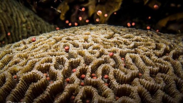 ep coraltailandia