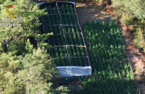 ep imagen aerea de la plantacion de marihuana desmantelada por la guardia civil en el parque natural