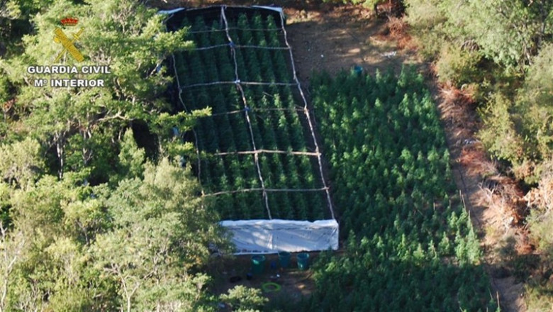 Imagen aérea de la plantación de marihuana desmantelada por la Guardia Civil en el Parque Natural Sierra Norte de Guadalajara | GUARDIA CIVIL ep imagen aerea de la plantacion de marihuana desmantelada por la guardia civil en el parque natural