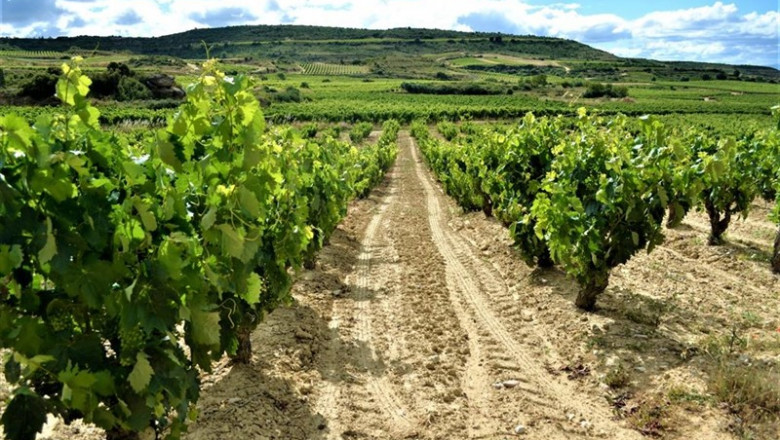 Los ingresos por enoturismo crecerán un 25% en Rioja en los próximos cinco años, según Turismodevino.Com | TURISMODEVINO.COM - Archivo ep los ingresosenoturismo creceran25 en riojalos proximos cinco anos segun turismodevinocom