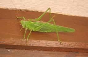 ep saltamontes