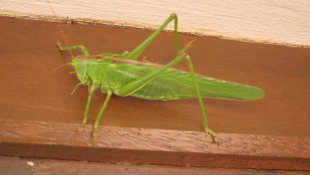 ep saltamontes