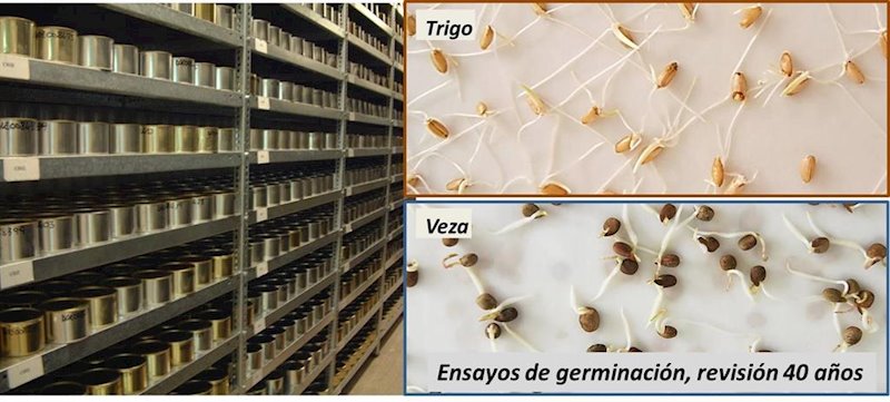 ep semillas del trigo y de veza conservadas durante 40 anos ep semillas del trigo y de veza conservadas durante 40 anos