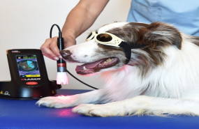 k laser cube p30 vet application bfu 5289 1 1