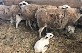 ep archivo   ovejas con un cordero en primer plano