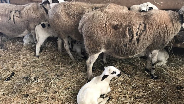 ep archivo   ovejas con un cordero en primer plano