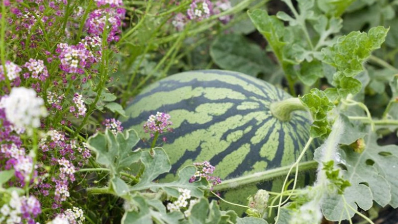 ep archivo sandia cultivado mediante lucha biologica ep archivo sandia cultivado mediante lucha biologica
