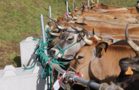 ep archivo   vacas durante la tercera edicion de la feria en defensa del ganado de montana