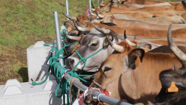 ep archivo   vacas durante la tercera edicion de la feria en defensa del ganado de montana