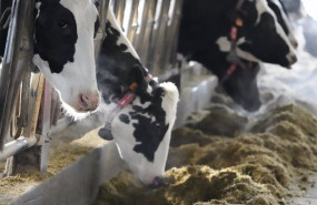 ep archivo   vacas en una ganaderia de karrantza