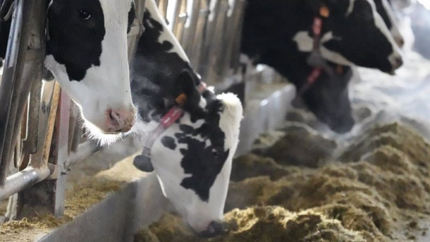 ep archivo   vacas en una ganaderia de karrantza
