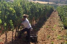 ep vendimia campo agricultor