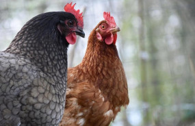 ep archivo   gallinas en cantabria