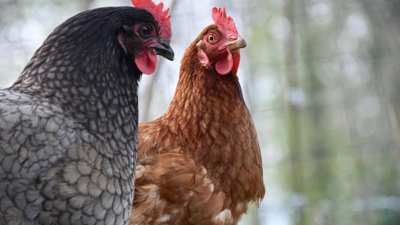 ep archivo   gallinas en cantabria