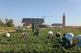 ep archivo   la us investiga cultivar hortalizas y generar energia electrica a la vez