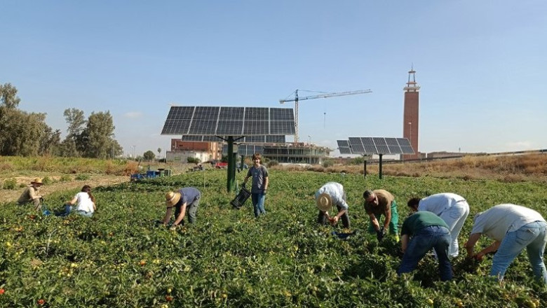 ep archivo   la us investiga cultivar hortalizas y generar energia electrica a la vez
