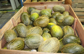 ep cooperativas agro alimentarias castilla la mancha espera una cosecha de melon y sandia similar a
