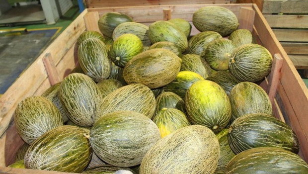 ep cooperativas agro alimentarias castilla la mancha espera una cosecha de melon y sandia similar a