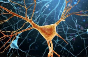 ep enenfermedadelaneuronas motorasla medula espinal dejanfuncionarprovocanparalisis progresivatodocuerpo