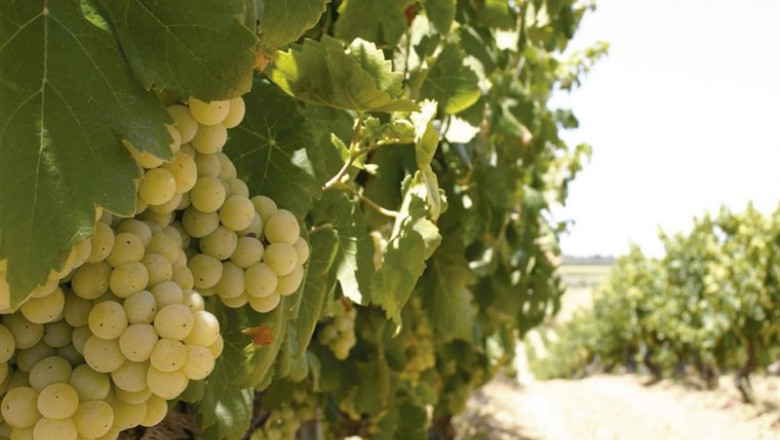 La caída de producción en la vendimia francesa de entre un 6% y 13% provocará un recorte en la mano de obra | DIPUTACIÓN DE HUELVA - Archivo ep la caidaproduccionla vendimia francesaentre6 y 13 provocara un recortela manoobra