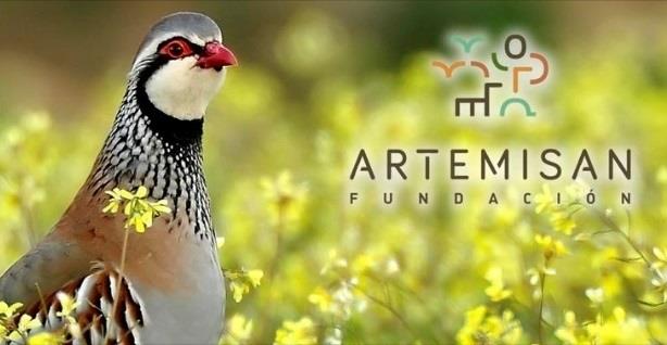 ep perdiz roja silvestre fundacion artemisan