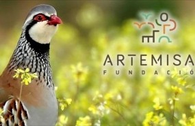 ep perdiz roja silvestre fundacion artemisan