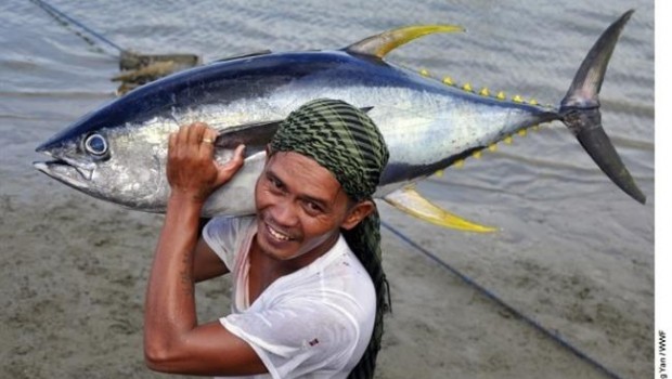 ep pescadoratunaleta amarillafilipinas