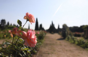 ep rosas del real jardin botanico juan carlos i de la universidad de alcala